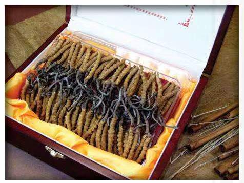 沛县冬虫夏草回收